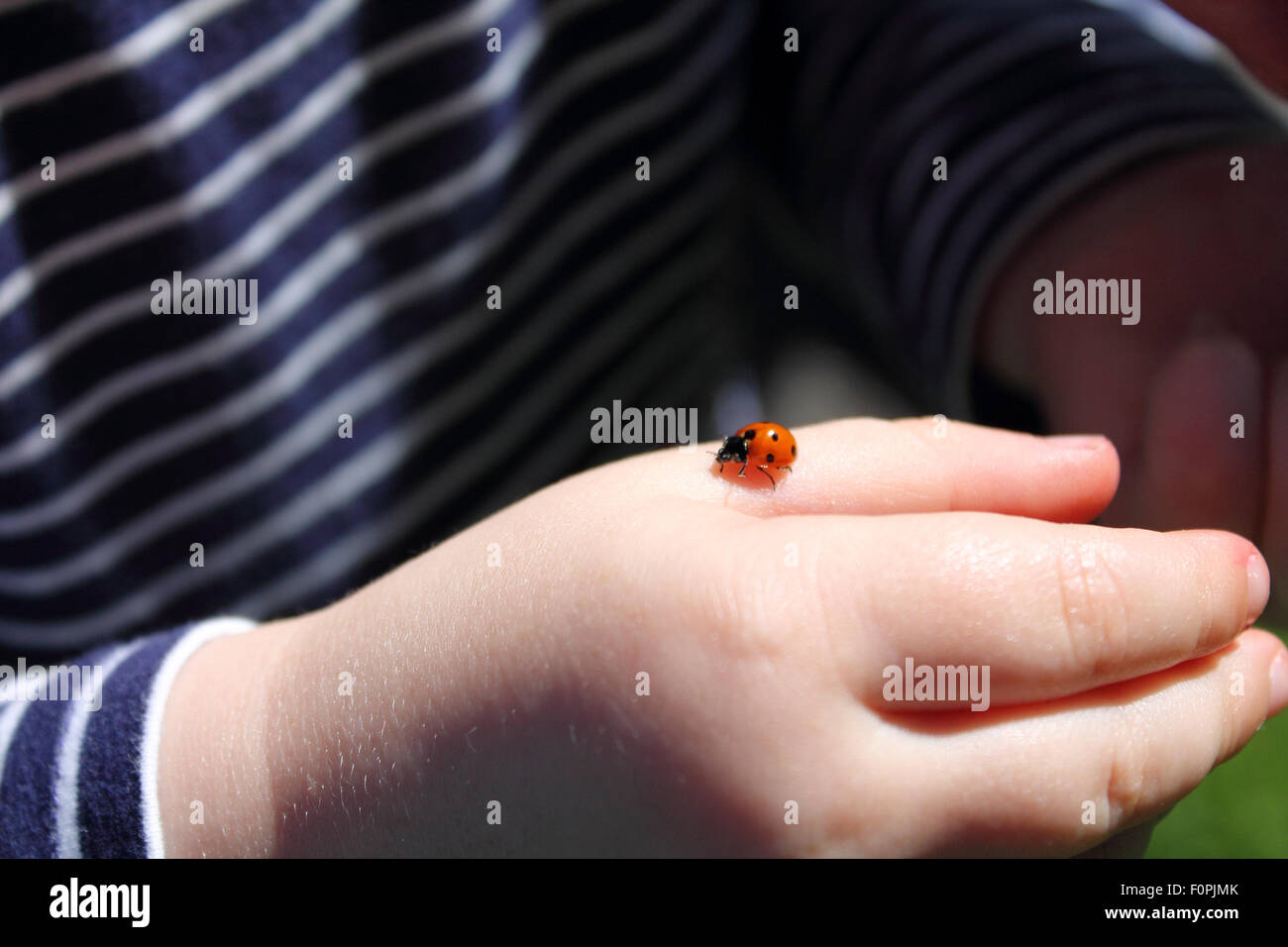 Little Girl holding coccinella, Cardiff, Galles. Regno Unito Foto Stock