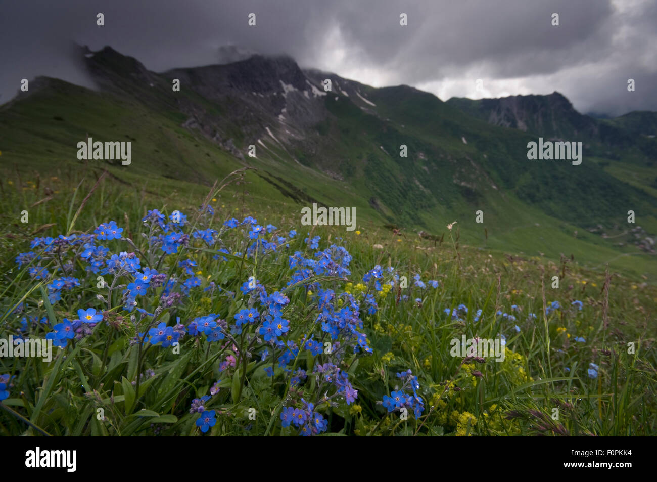 Dimenticare alpino-me-non (Myosotis asiatica) fiori in un prato, cielo tempestoso, Liechtenstein, Giugno 2009 Foto Stock