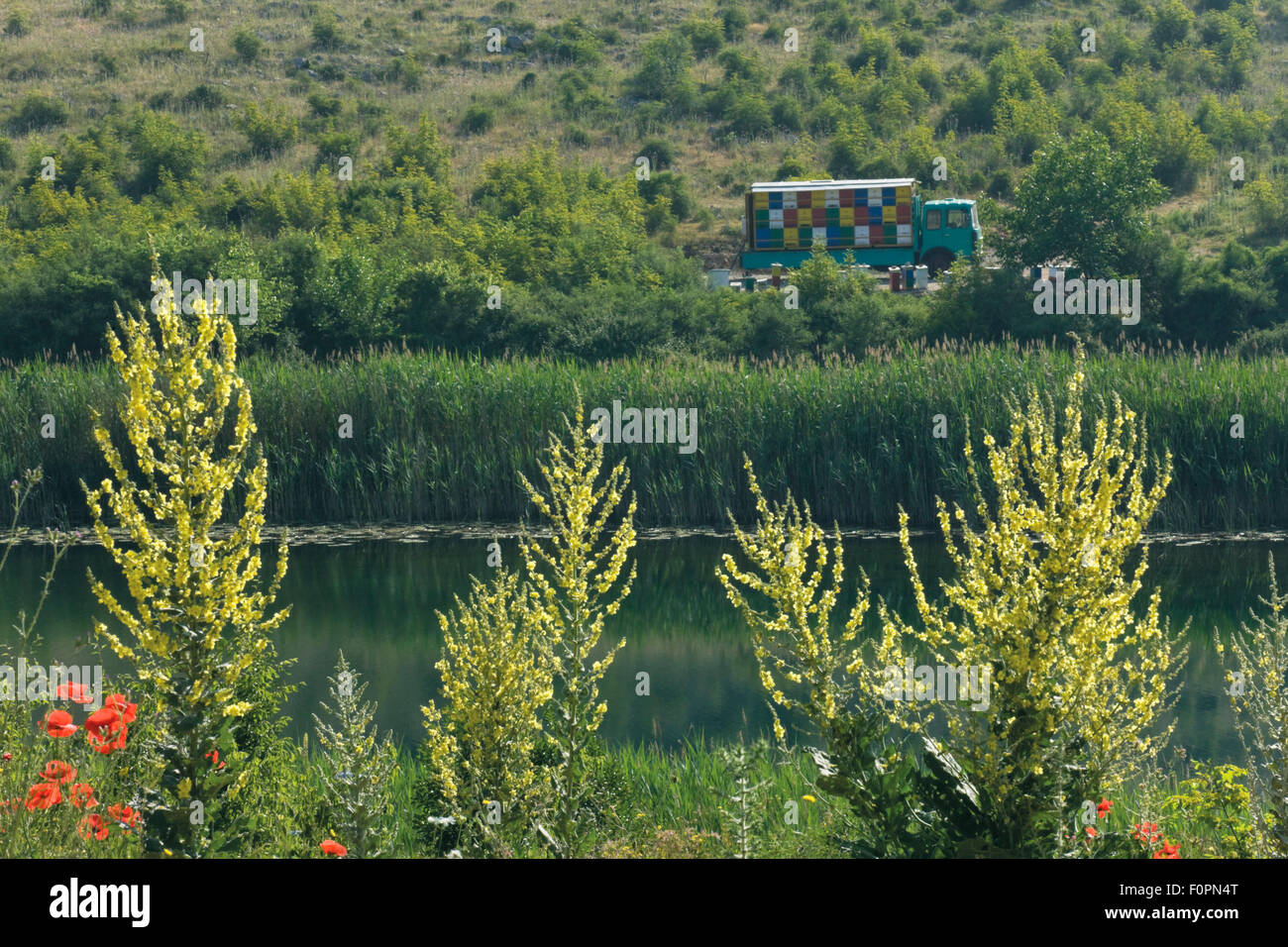 Un vecchio carrello pieno di alveari vicino Lago Skrka, Comune di papavero (Papaver rhoeas) e Molène speciosum) in primo piano, Parco Naturale Hutovo Blato, Bosnia e Erzegovina, Maggio 2009 Foto Stock