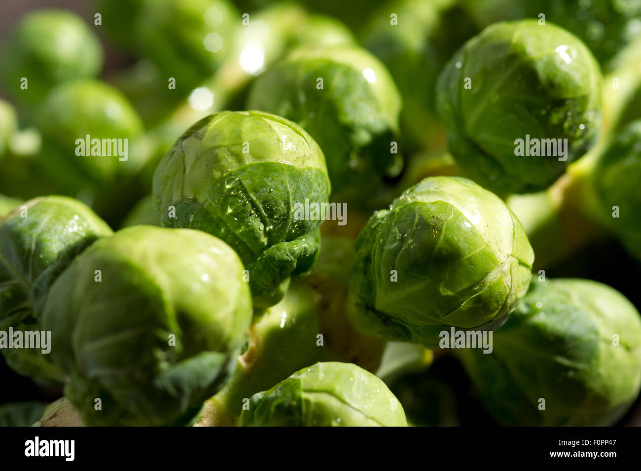 I cavoli di Bruxelles a cinque-un-giorno di verdura verde spesso parte di un pasto di Natale. Un REGNO UNITO Foto Stock