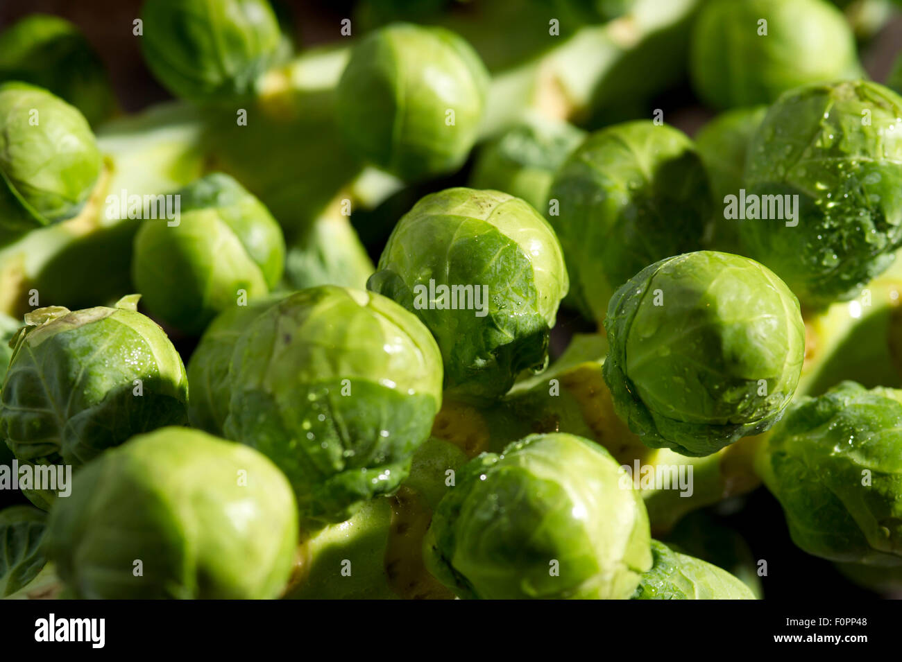 I cavoli di Bruxelles a cinque-un-giorno di verdura verde spesso parte di un pasto di Natale. Un REGNO UNITO Foto Stock