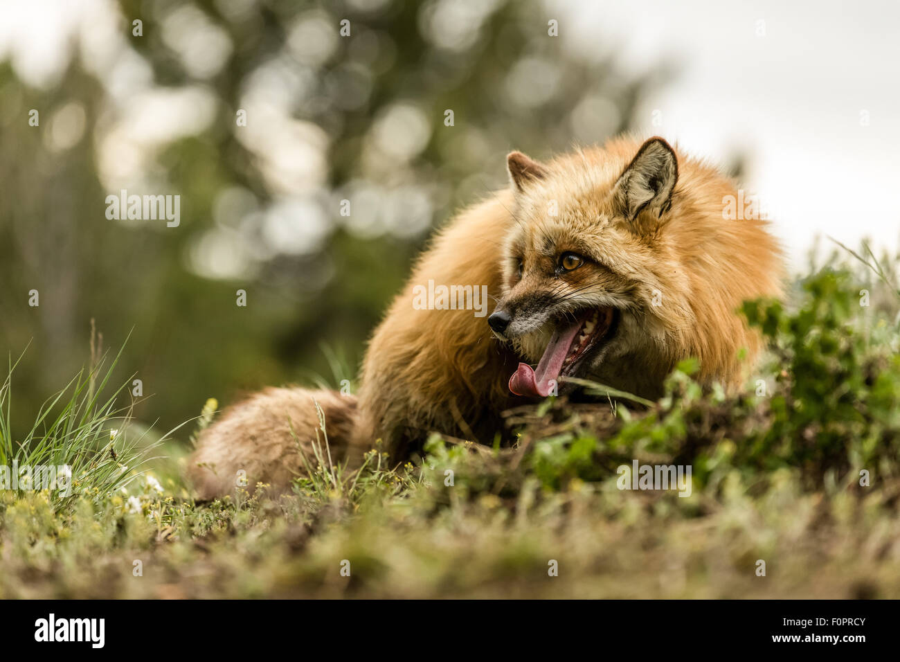 Adulto Red Fox prudente circa se è sicuro di riposo in una rientranza nella sporcizia che aveva appena scavato per rimanere fresco, in una foresta Foto Stock