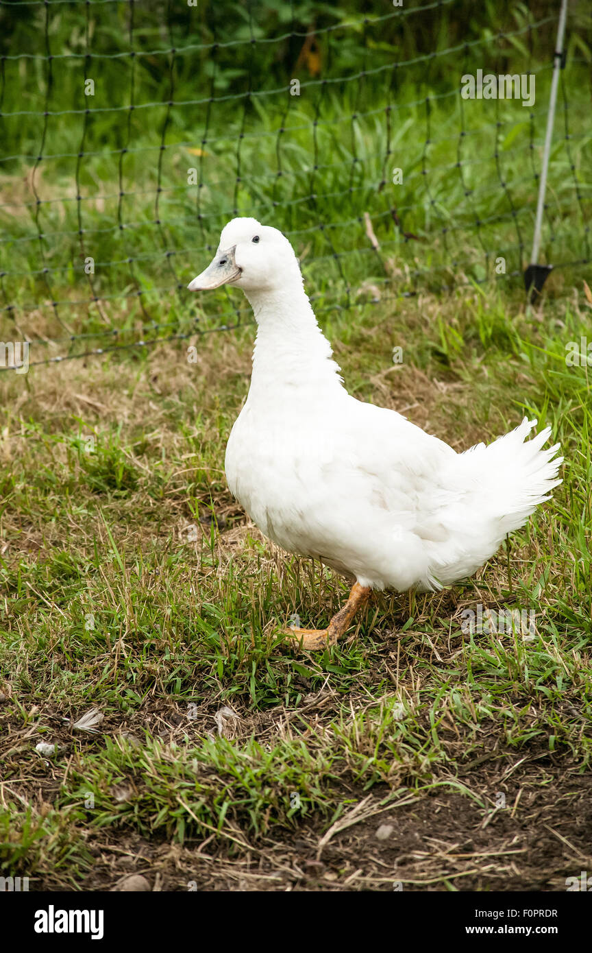 Aylesbury duck in corrispondenza di una piccola fattoria urbana nel Garofano, Washington, Stati Uniti d'America Foto Stock