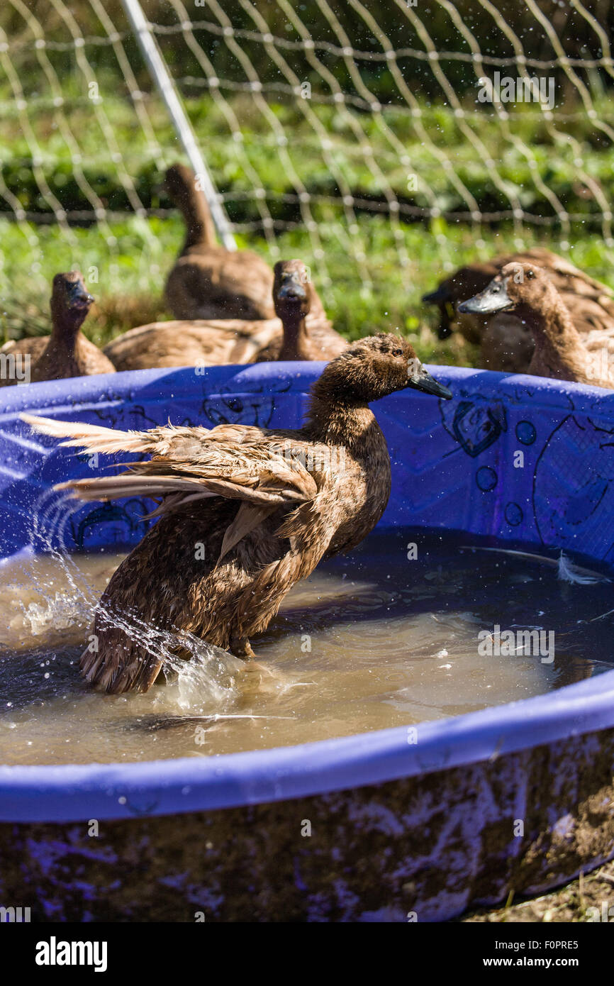 Kaki Campbell duck una balneazione in piscina per bambini nel Garofano, Washington, Stati Uniti d'America Foto Stock