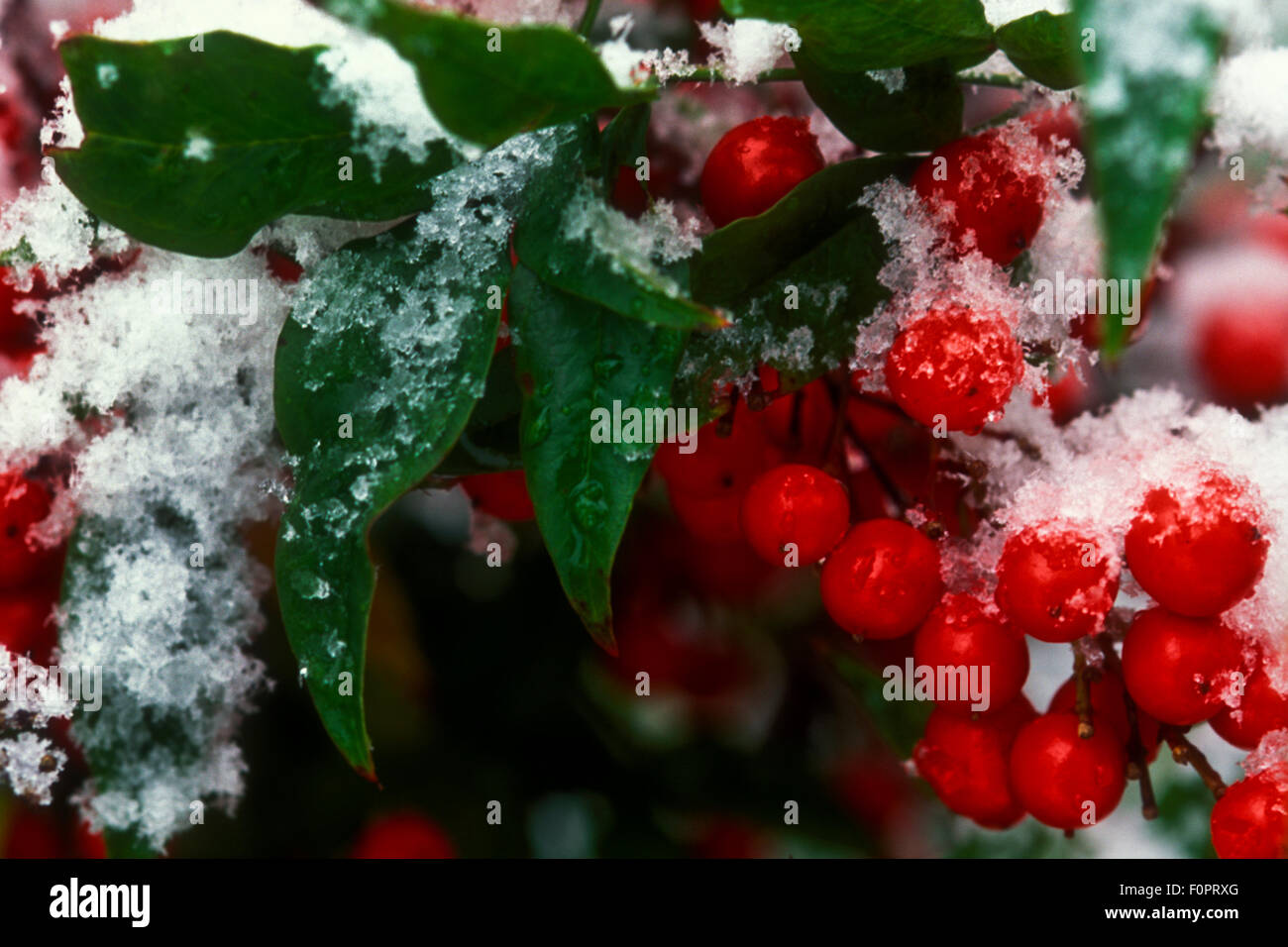 Coperta di neve Nandina bush Foto Stock