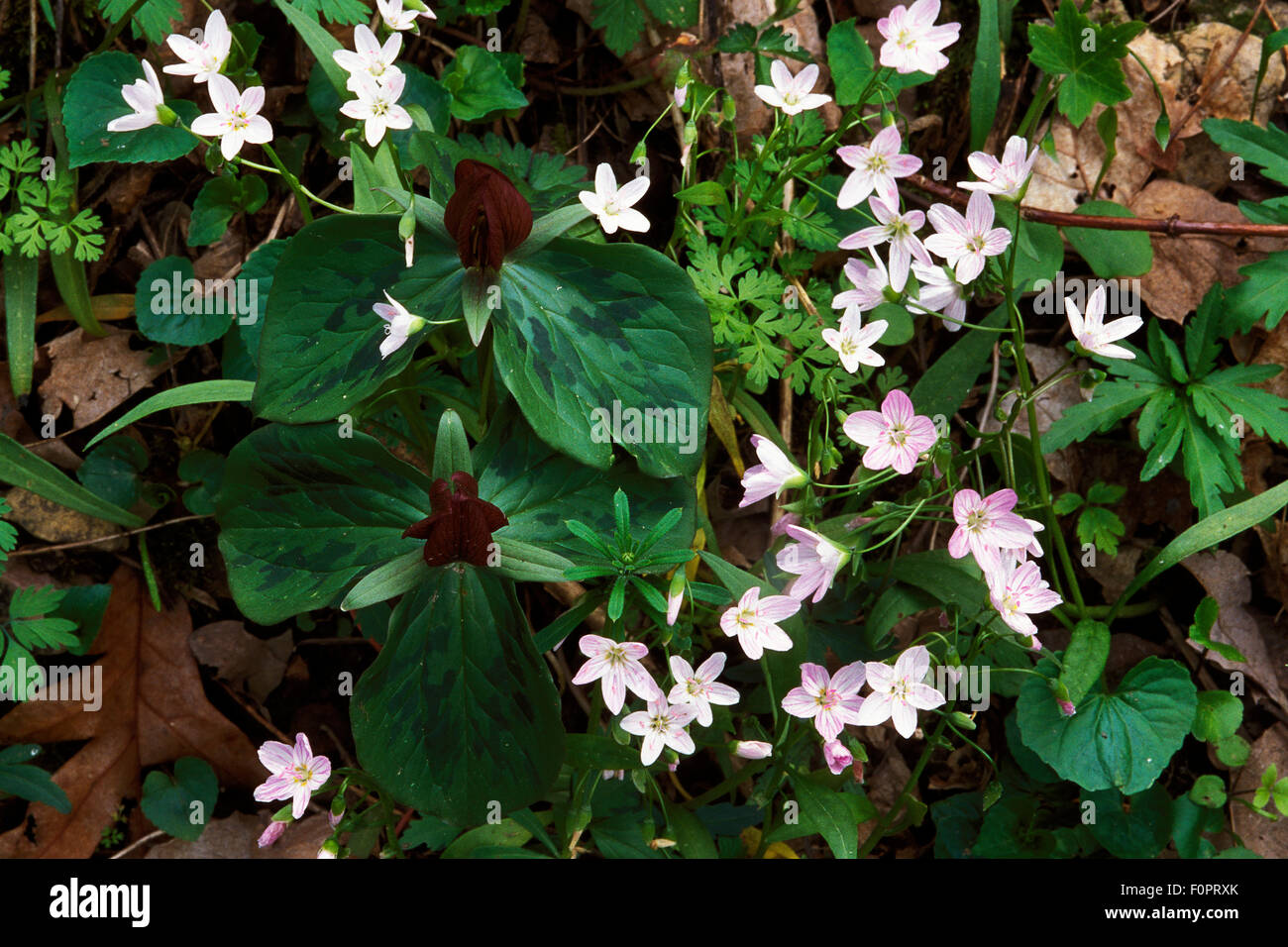 Il rospo rosso trillium e bellezze della molla Foto Stock