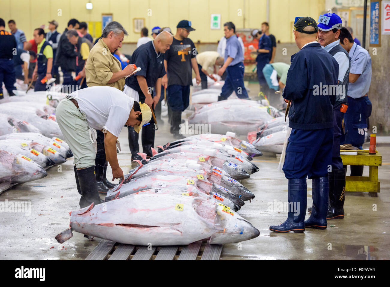 TOKYO, Giappone - 1 agosto 2015: ai potenziali acquirenti ispezionare il tonno viene visualizzato in corrispondenza del mercato Tsukiji. Tsukiji è considerato il mondo della la Foto Stock