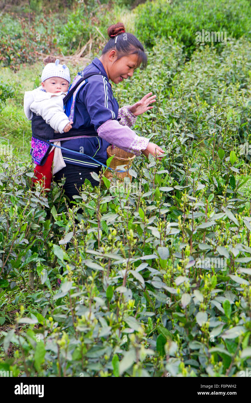 Raccoglitrice di Tè in Cinese di Guizhou Foto Stock