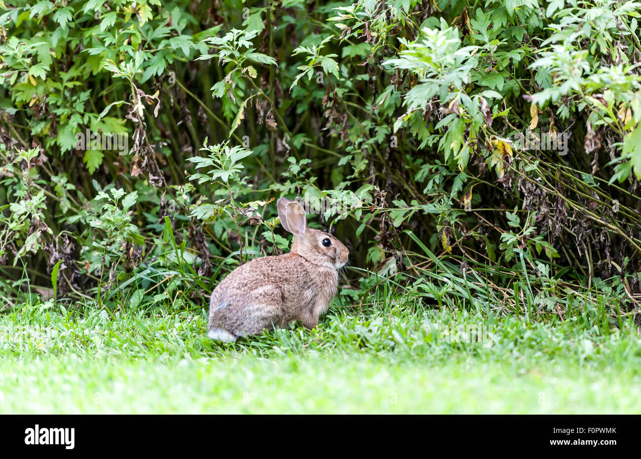 Timida bunny rabbit Foto Stock