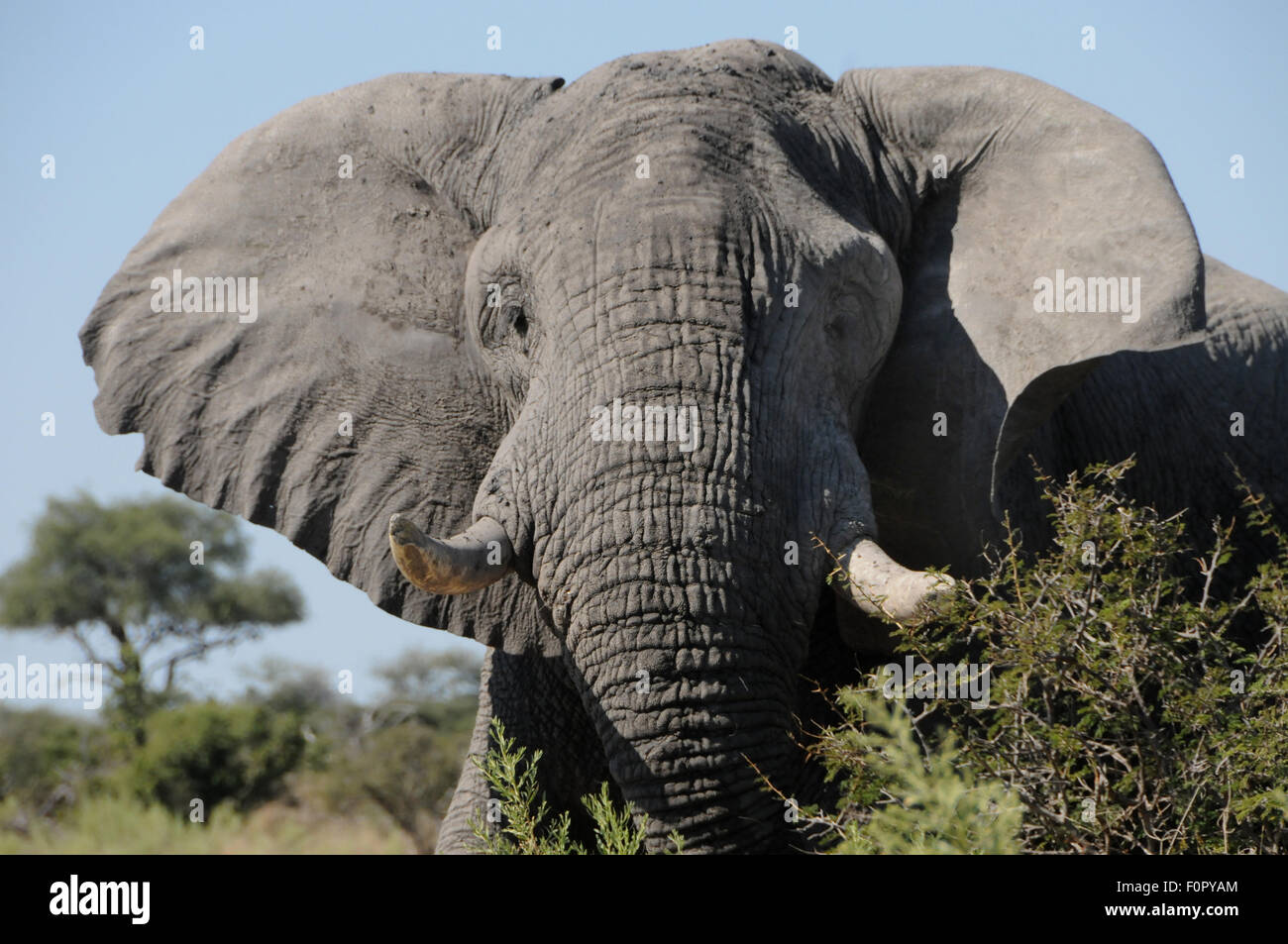 La ricarica bull elephant Foto Stock