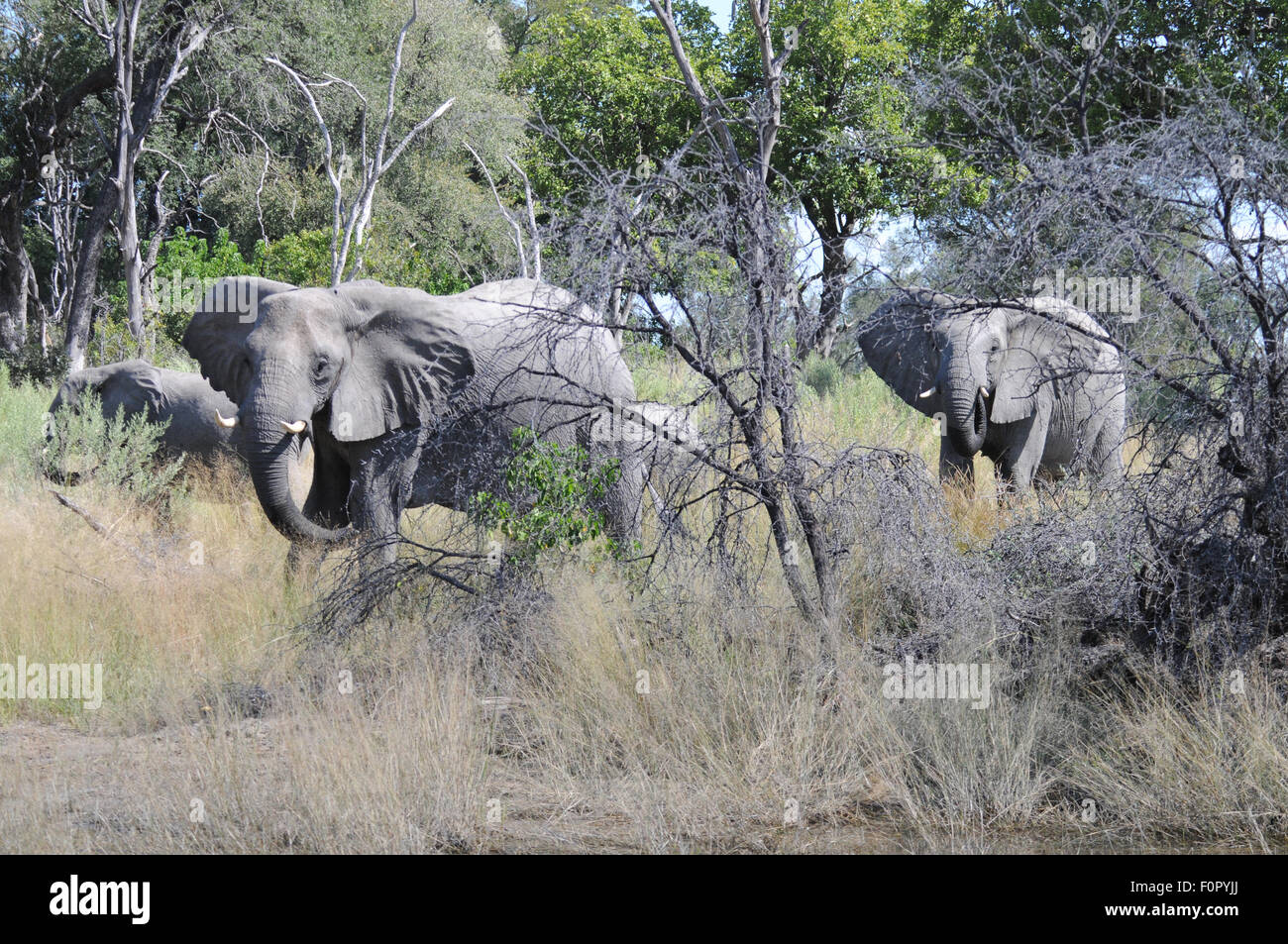 Diffidenti gli elefanti lembo orecchie a Chitabe, Botswana Foto Stock
