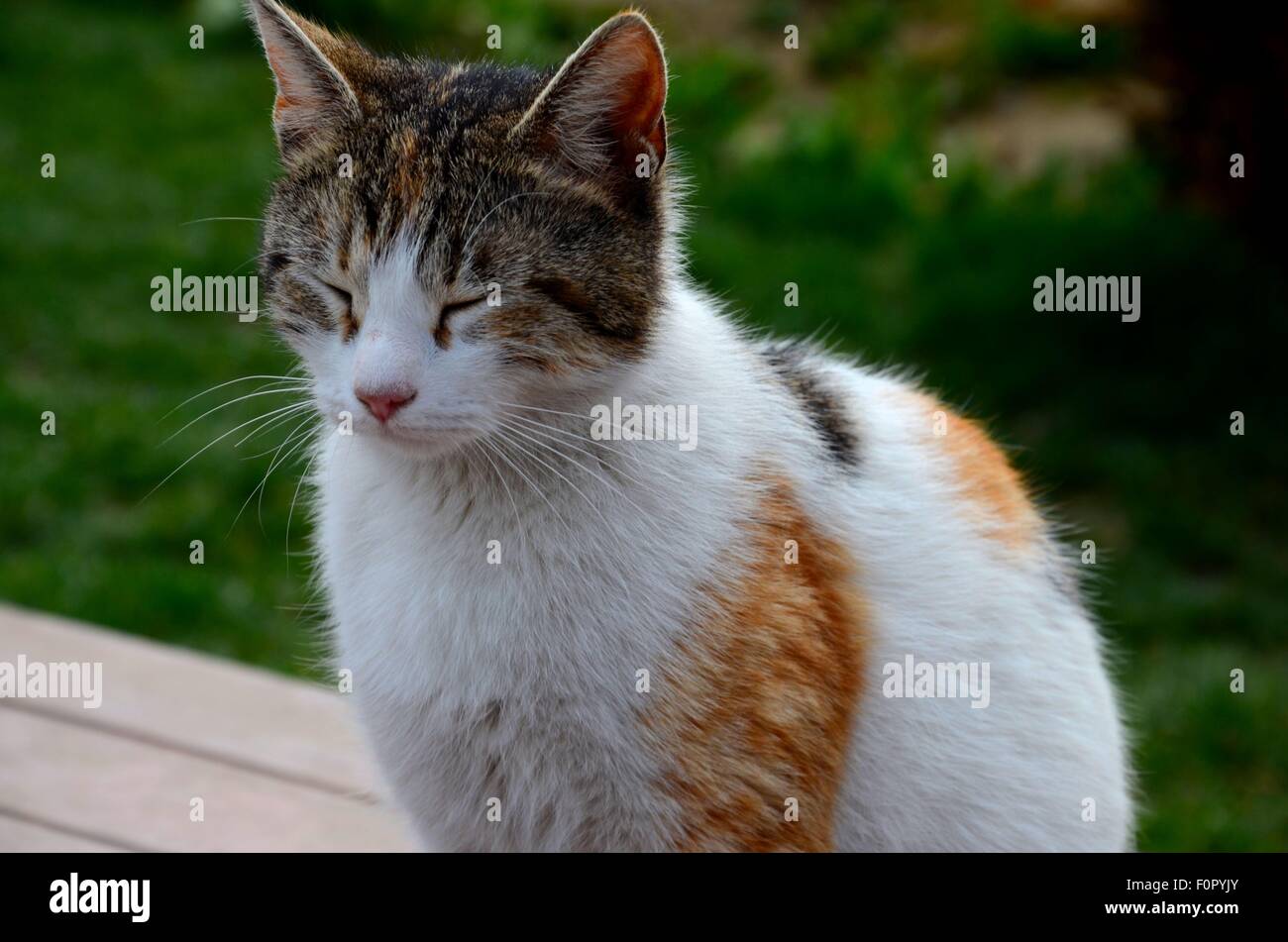 Cute cat con gli occhi chiusi si rilassa mentre è seduto Foto Stock