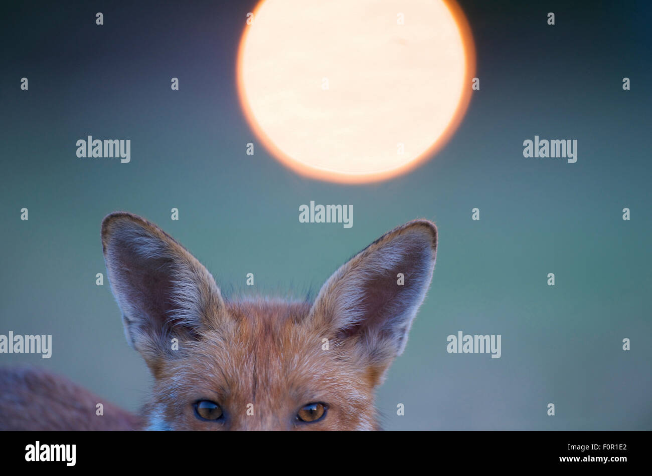 Urban Red Fox (Vulpes vulpes vulpes) la metà superiore della testa, con la luce alle spalle, Londra, giugno 2009 Foto Stock Urban Red Fox (Vulpes vulpes vulpes) la metà superiore della testa, con la luce alle spalle, Londra, giugno 2009 Foto Stock