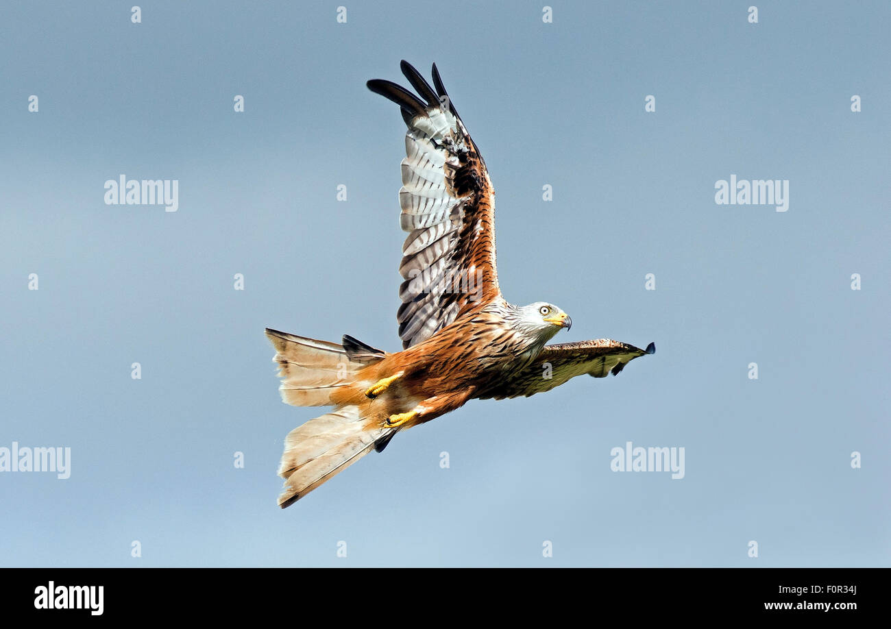 Nibbio volo verso l'alto oltre Gigrin Farm nel Galles Centrale Foto Stock