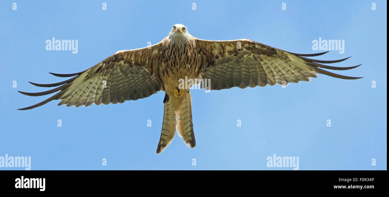 Nibbio reale Milvus milvus volare nel cielo sopra la campagna Gallese Foto Stock