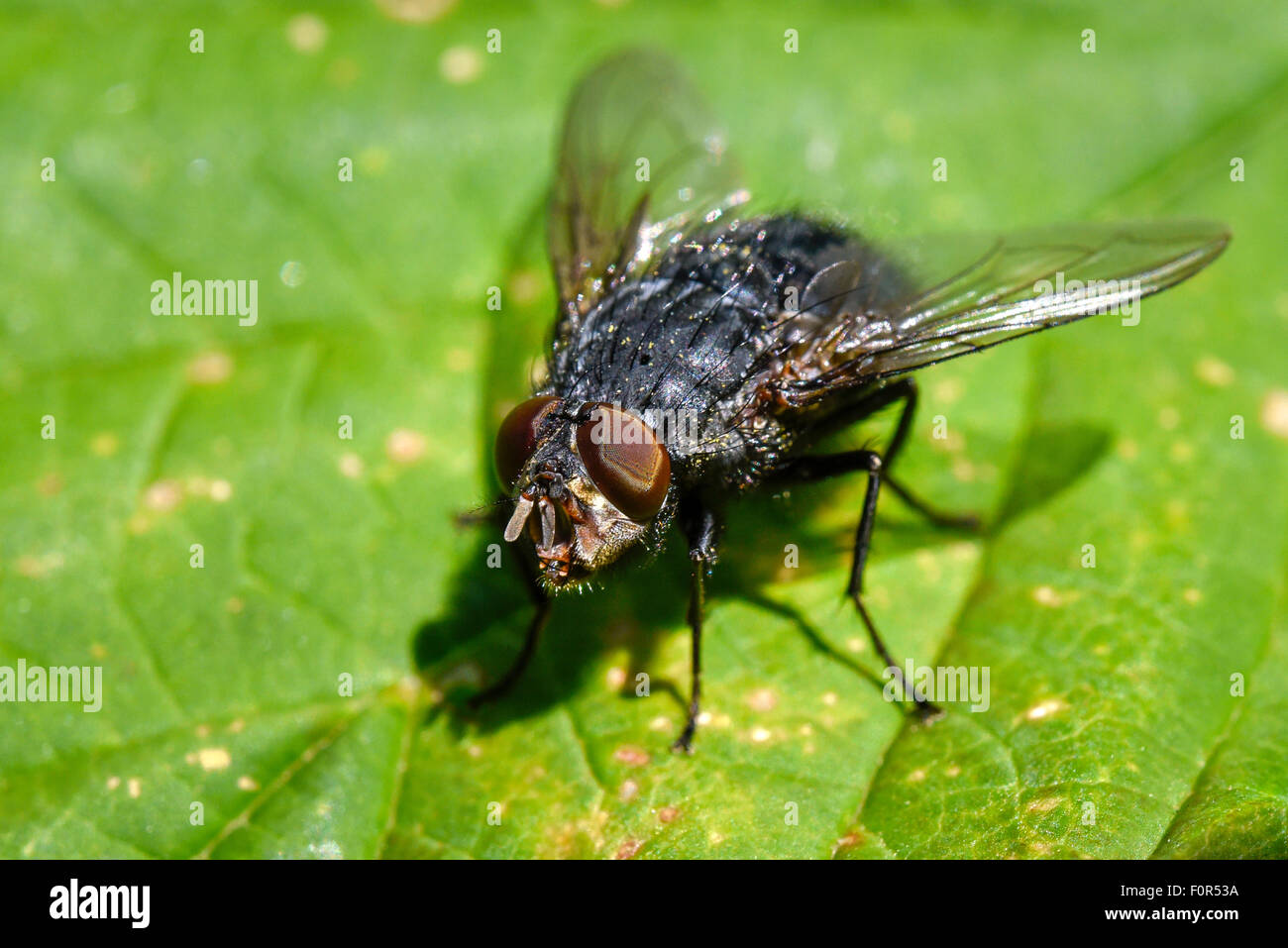 Soffiare fly (calliphoridae), Germania Foto Stock