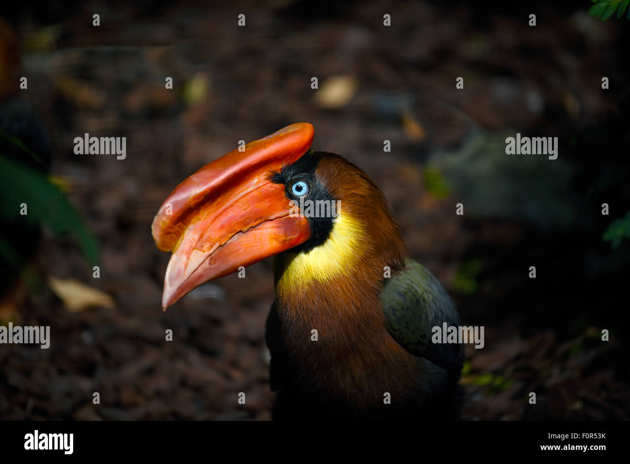 Rufous hornbill (buceros hydrocorax), captive, Bassa Sassonia, Germania Foto Stock