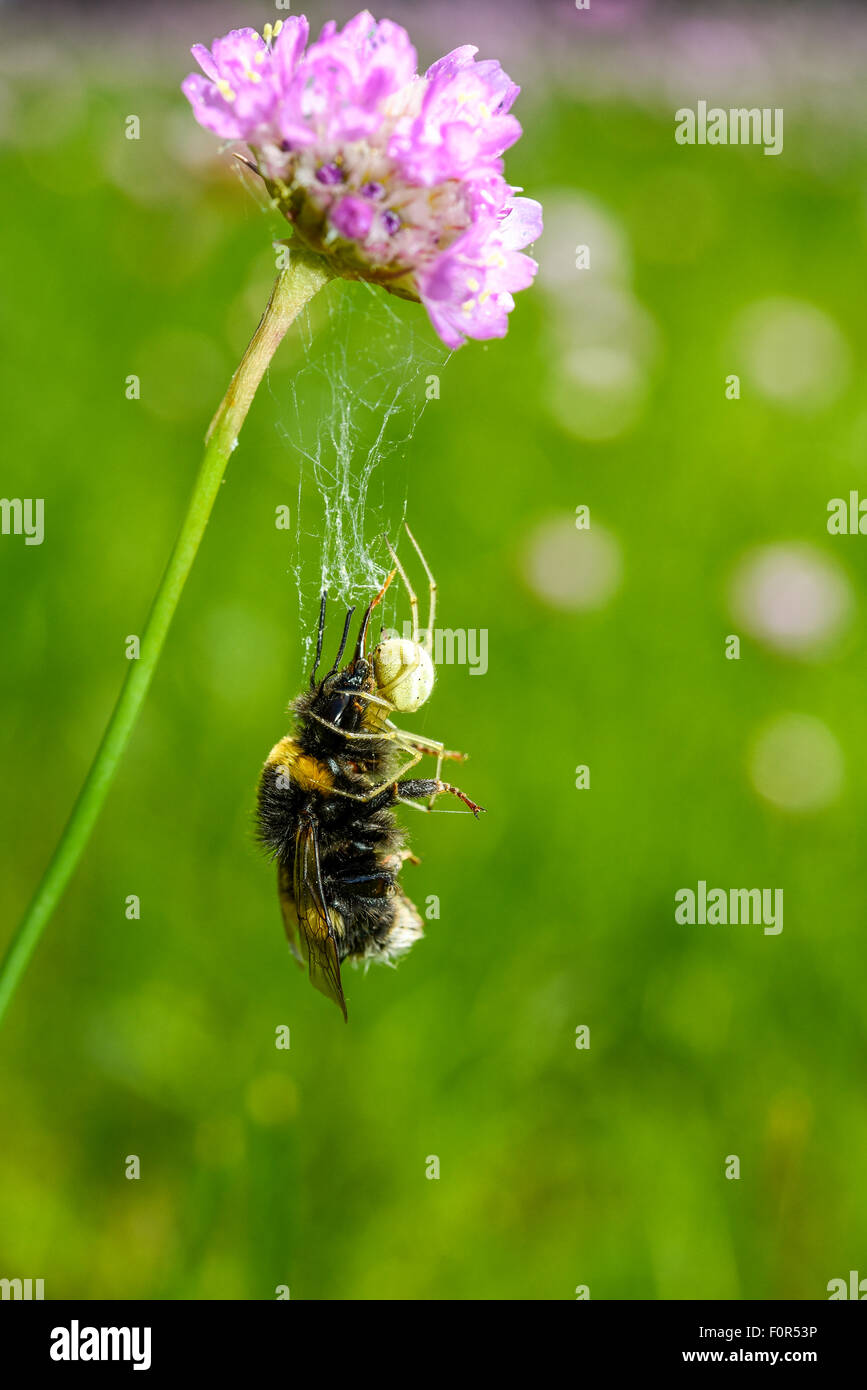 Spider le catture di un calabrone (bombus) nella sua net, wendland ha, Bassa Sassonia, Germania Foto Stock