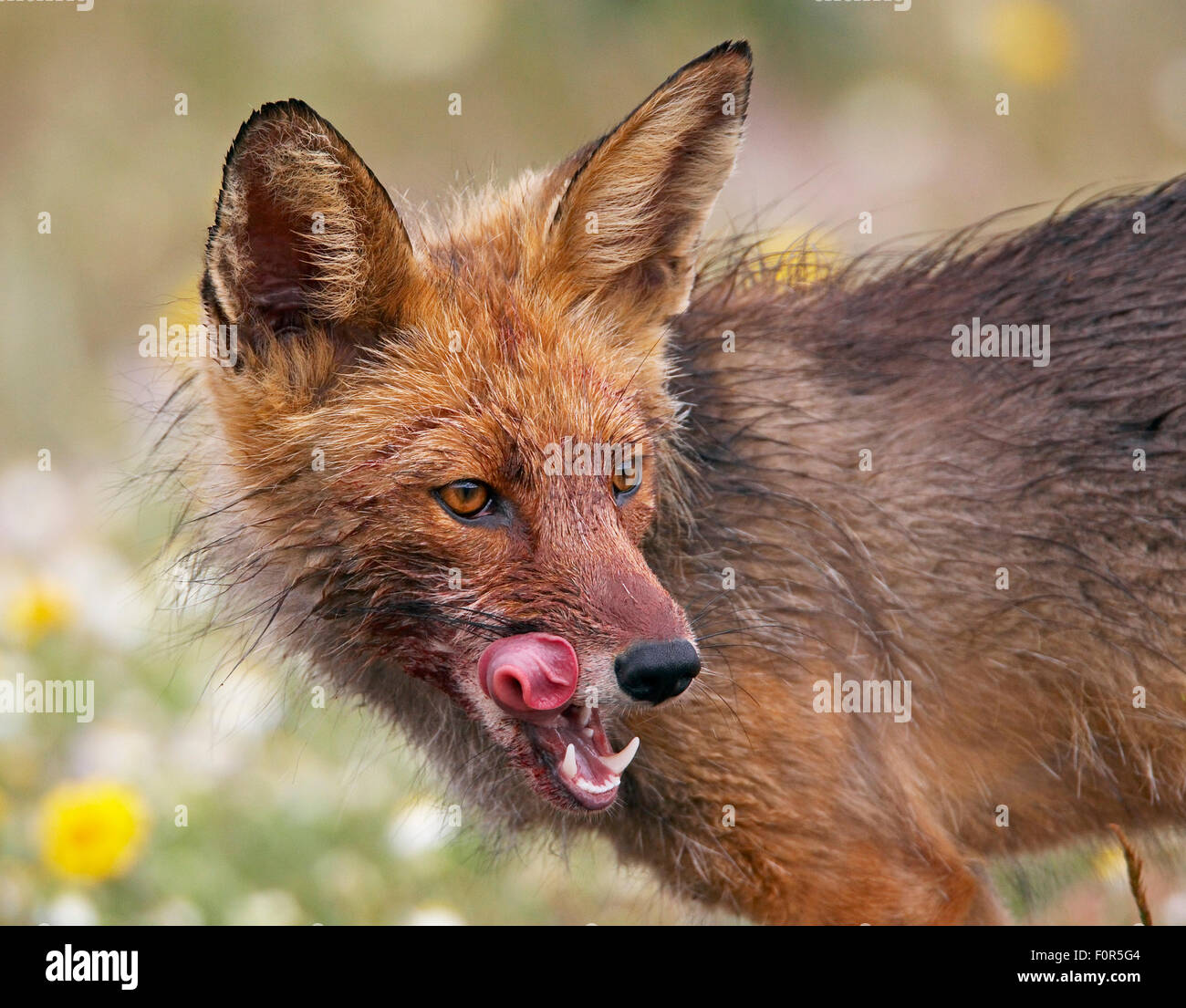 Red Fox (Vulpes vulpes vulpes) leccare le sue labbra, Estremadura, Spagna, Aprile 2009 Foto Stock