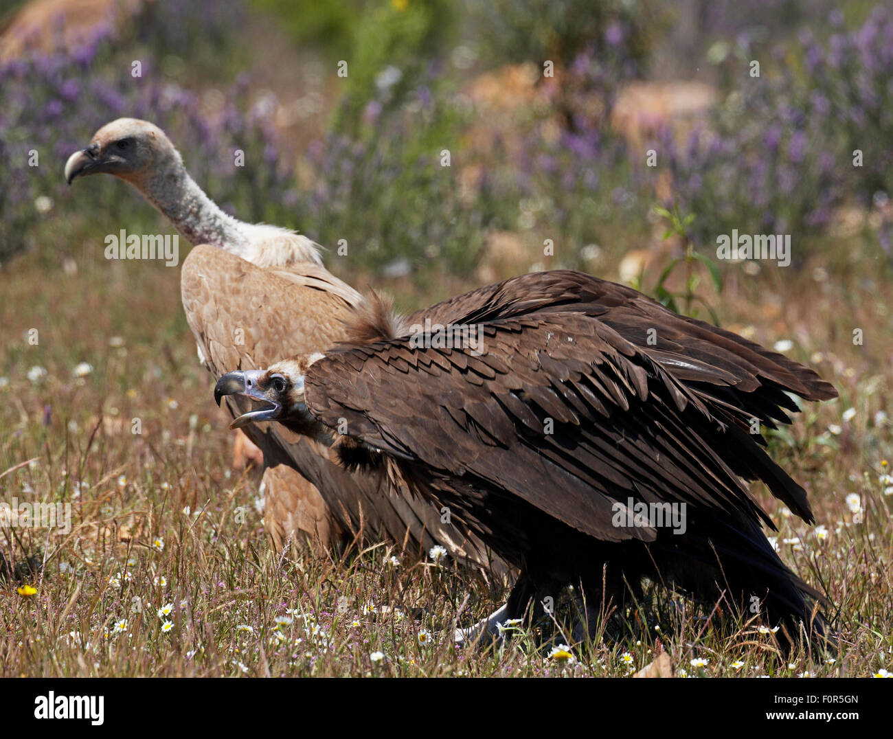 Unione avvoltoio nero (Aegyptus monacha) chiamando vicino a un grifone (Gyps fulvus) Estremadura, Spagna, Aprile 2009 Foto Stock