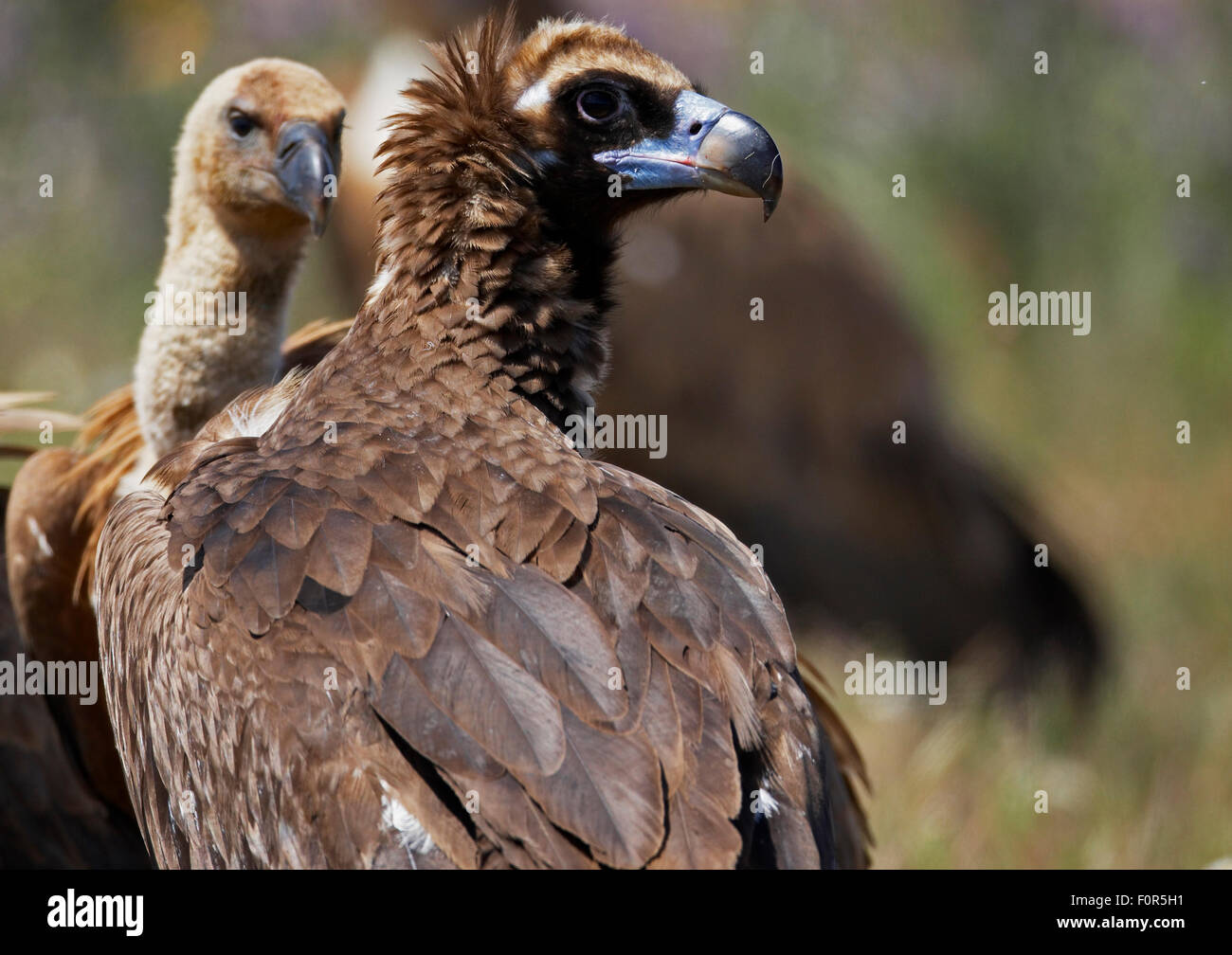 Unione avvoltoio nero (Aegyptus monacha) Estremadura, Spagna, Aprile 2009 Foto Stock