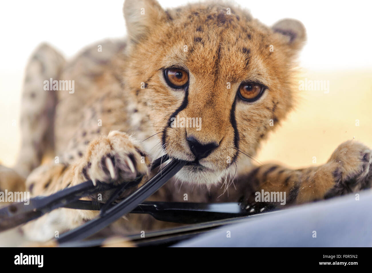 Giovani ghepardo (Acinonyx jubatus) circa di arrampicata su una vettura, masticare su i tergivetri del parabrezza, il Masai Mara riserva nazionale Foto Stock