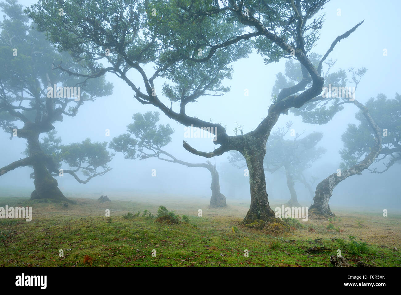 Vecchia foresta laurel o la Foresta Laurissilva, stinkwood (Ocotea foetens) alberi nella nebbia, Sito Patrimonio Mondiale dell'UNESCO, Fanal, di Madera Foto Stock