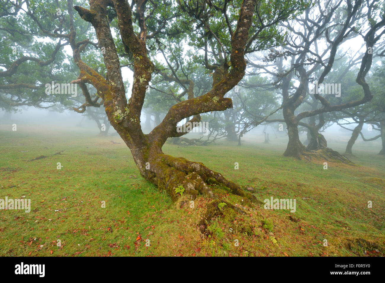 Vecchia foresta laurel o la Foresta Laurissilva, stinkwood (Ocotea foetens) alberi nella nebbia, Sito Patrimonio Mondiale dell'UNESCO, Fanal, di Madera Foto Stock