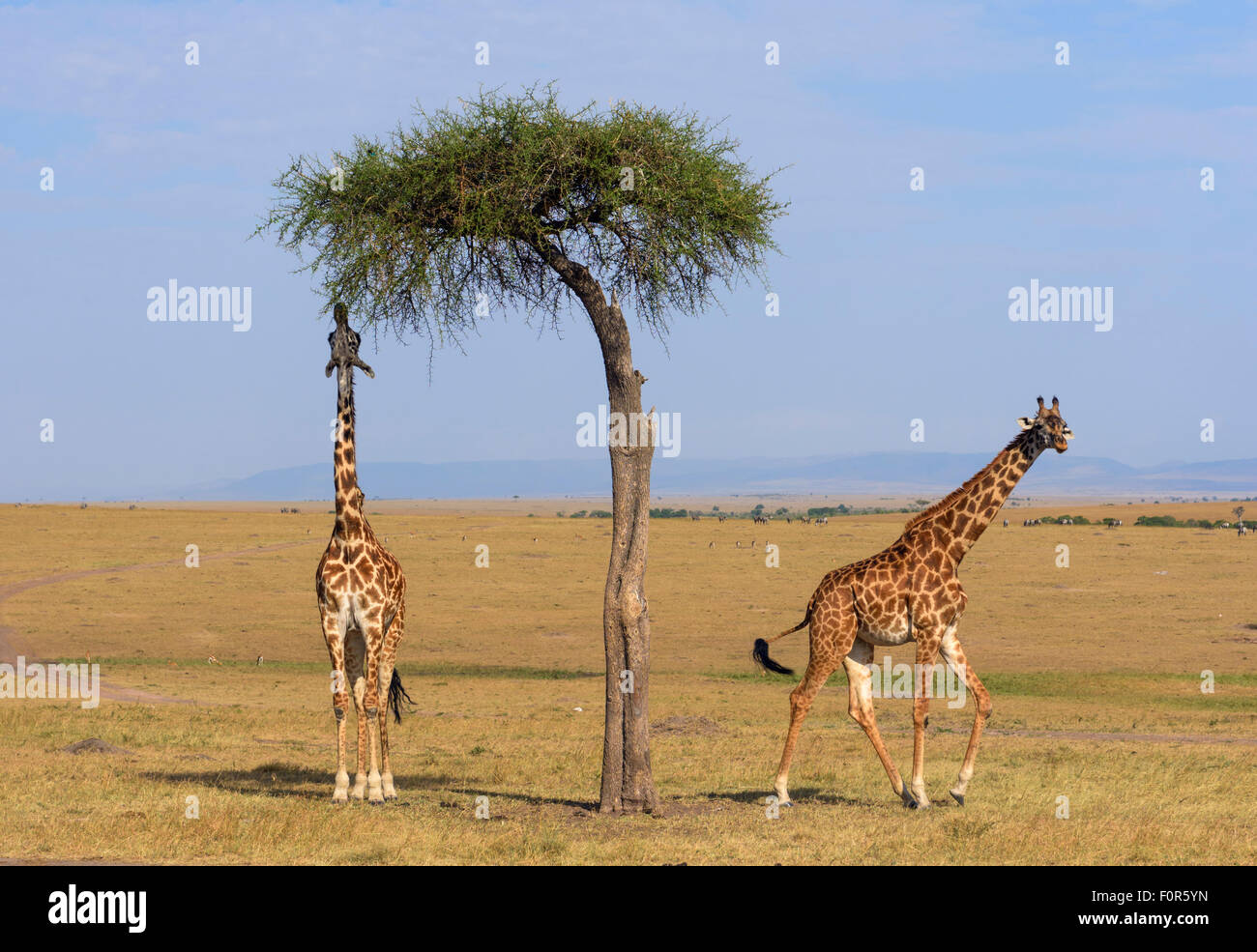 Masai giraffe (Giraffa camelopardalis), alimentazione su un grande albero di acacia, il Masai Mara riserva nazionale, Narok County, Kenya Foto Stock
