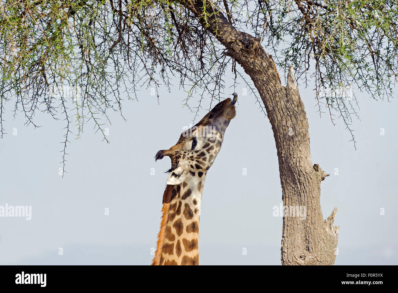 Masai giraffe (Giraffa camelopardalis) alimentazione su un grande albero di acacia, il Masai Mara riserva nazionale, Narok County, Kenya Foto Stock