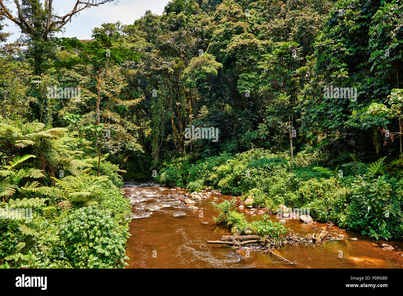 La foresta pluviale del Parco nazionale impenetrabile di Bwindi, Uganda, Africa Foto Stock