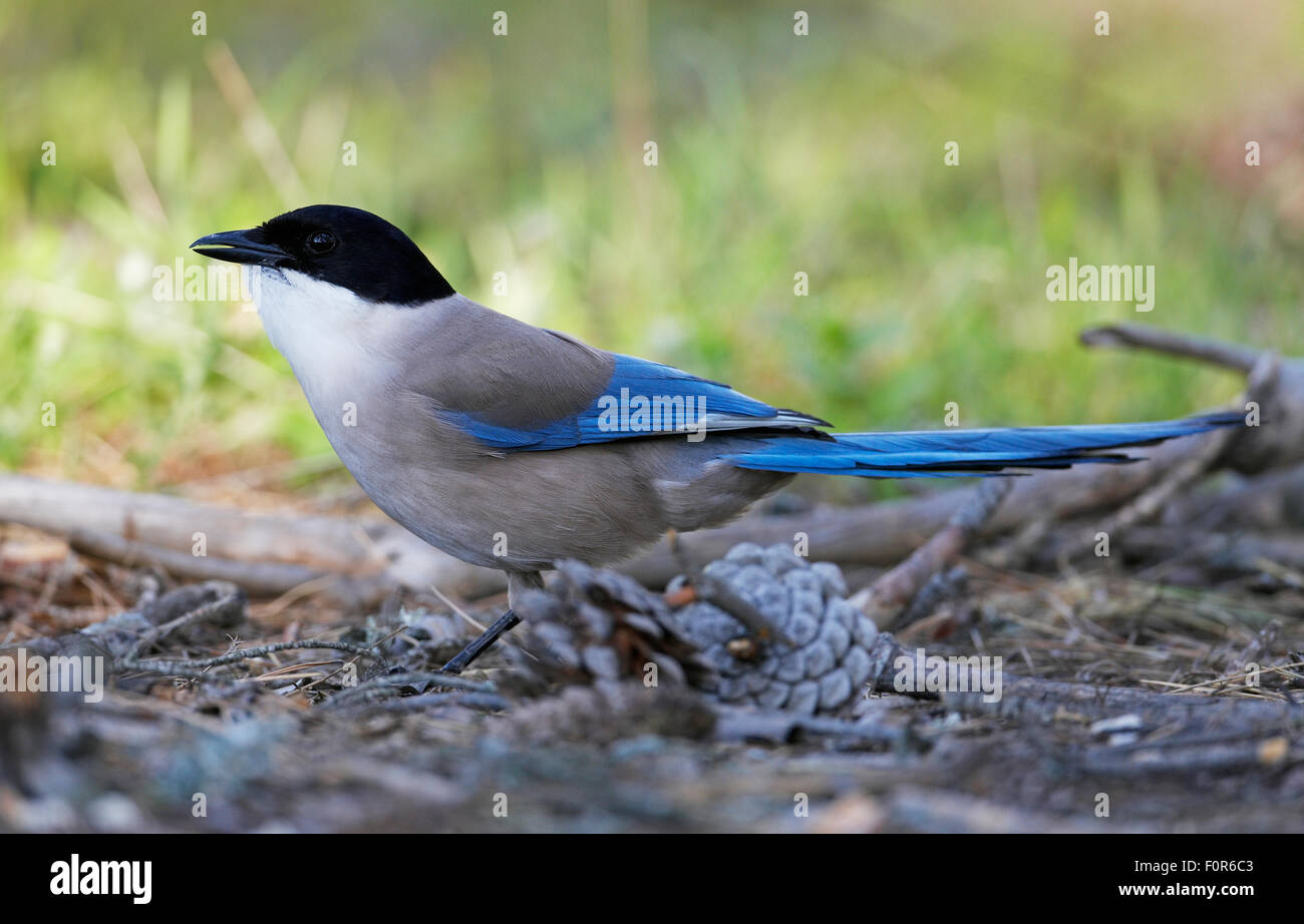 Azure gazza alato (Cyanopica cyanus) profilo, Estremadura, Spagna, Aprile 2009 Foto Stock