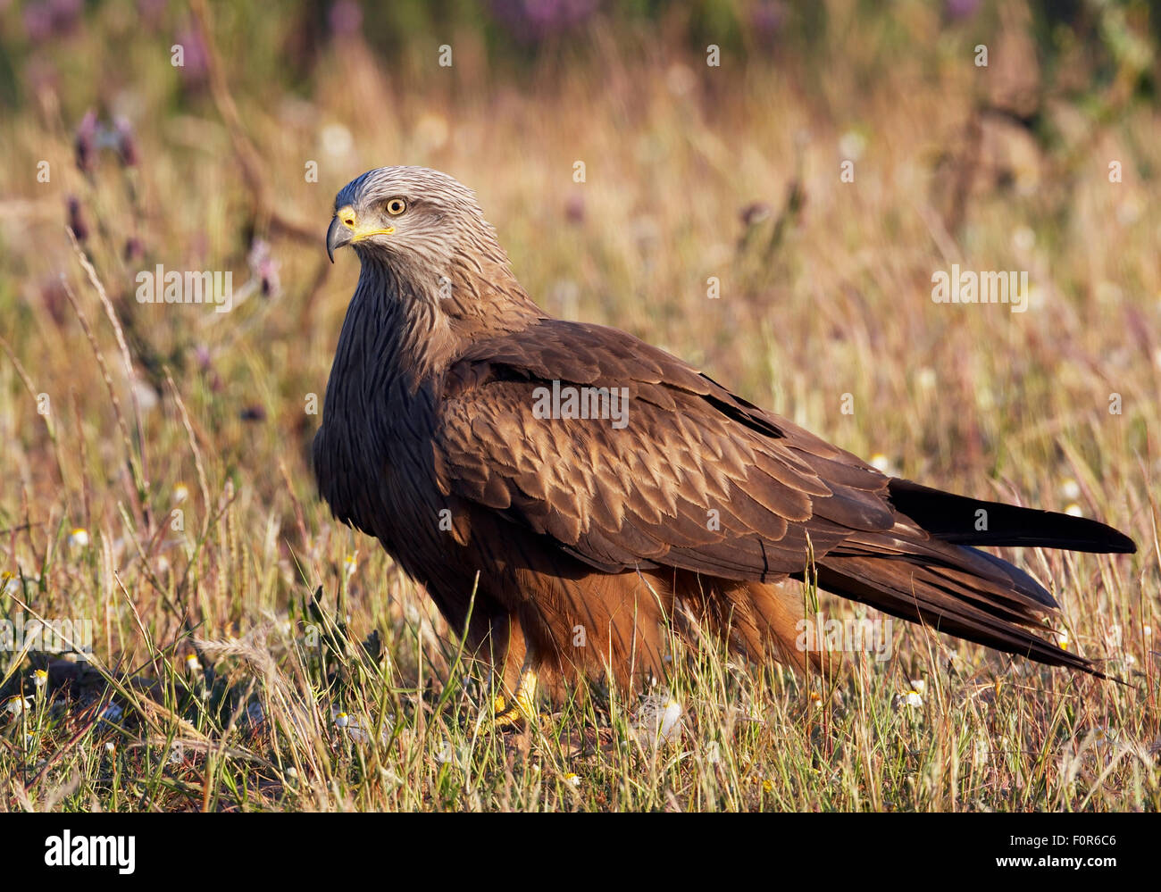 Nibbio bruno (Milvus migrans) Estremadura, Spagna, Aprile 2009 Foto Stock