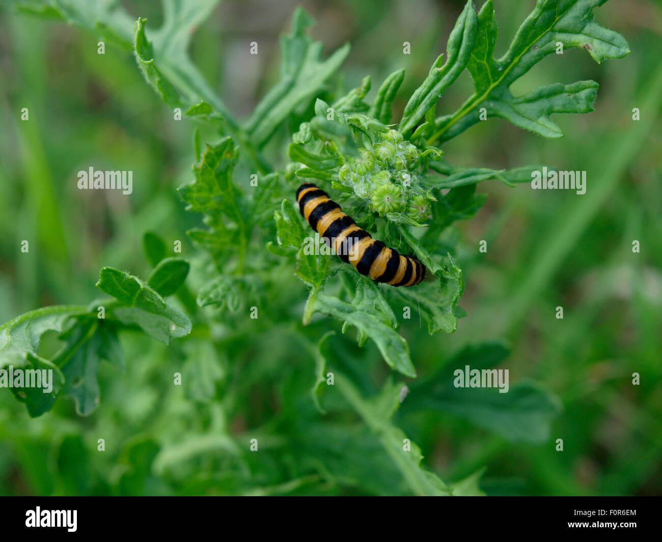 Il cinabro tarma (Tyria jacobaeae) Caterpillar a stadio larvale, Somerset, Regno Unito Foto Stock