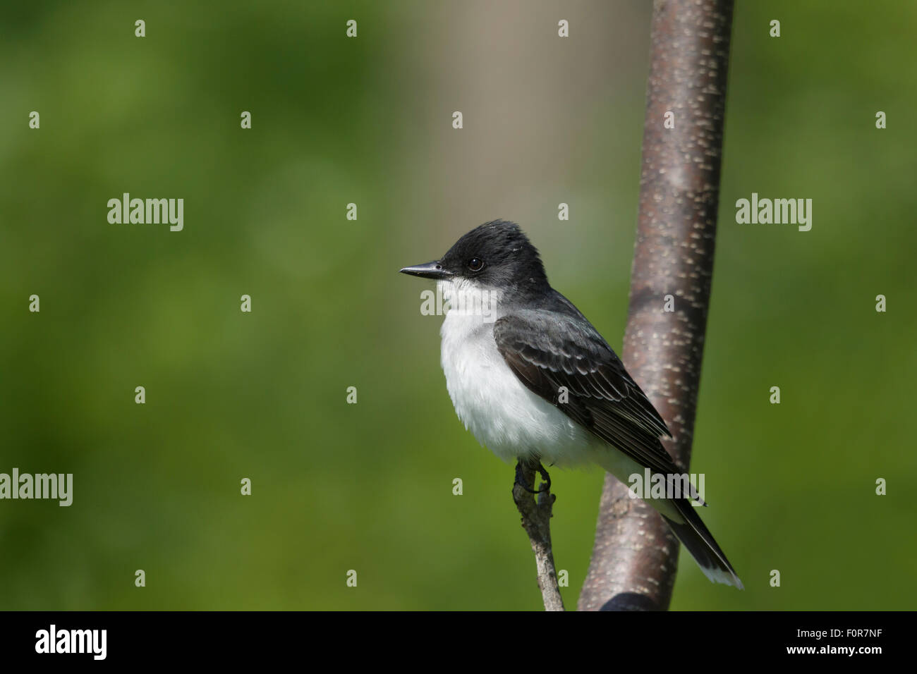 Kingbird orientale Tyrannus tyrannus Ontario, Canada BI027185 Foto Stock