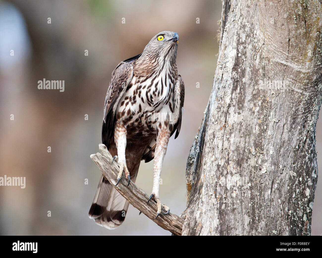 Modificabile Hawk eagle ( Spizaetus cirrhatus ) in Bandipur National Park , India Foto Stock