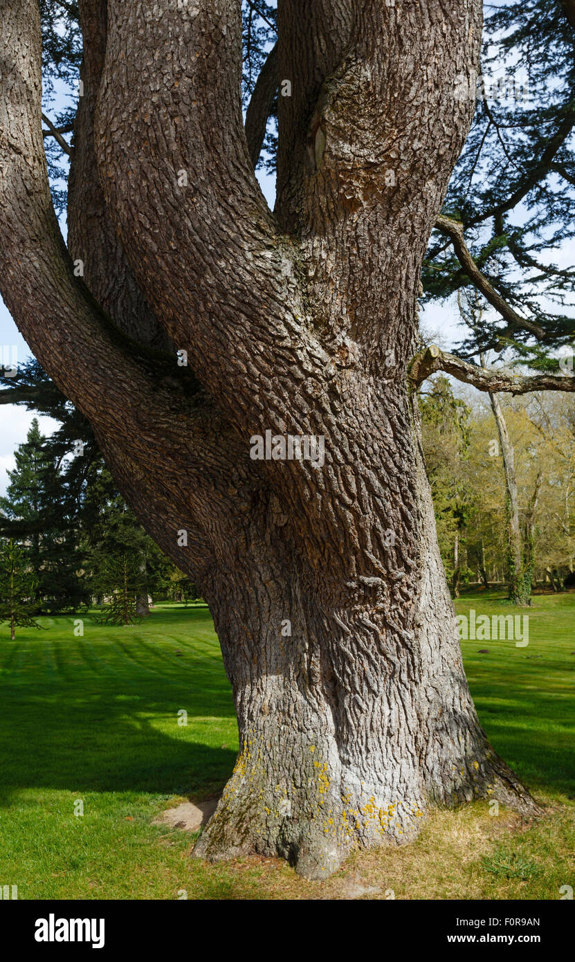 Grande vecchio albero con tronco diviso nella primavera del parco. Foto Stock