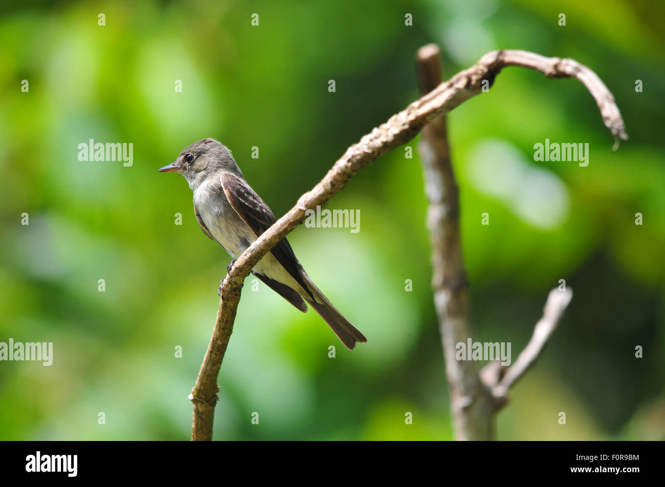 Tiny Tropical Pewee appollaiato su un albero di rami pronto per la cattura di mosche all'interno della foresta di pioggia del Panama Foto Stock
