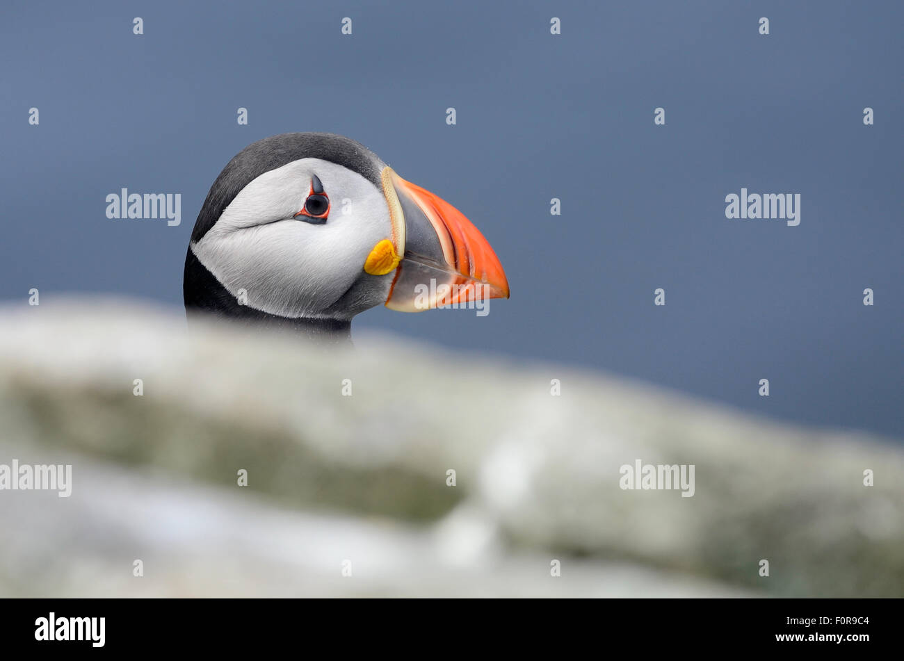 Uccello, puffini, fauna selvatica, animali selvatici, natura, becco, Atlantic, mare, nero, fratercula arctica, bianco, ornitologia, grazioso, creatur Foto Stock