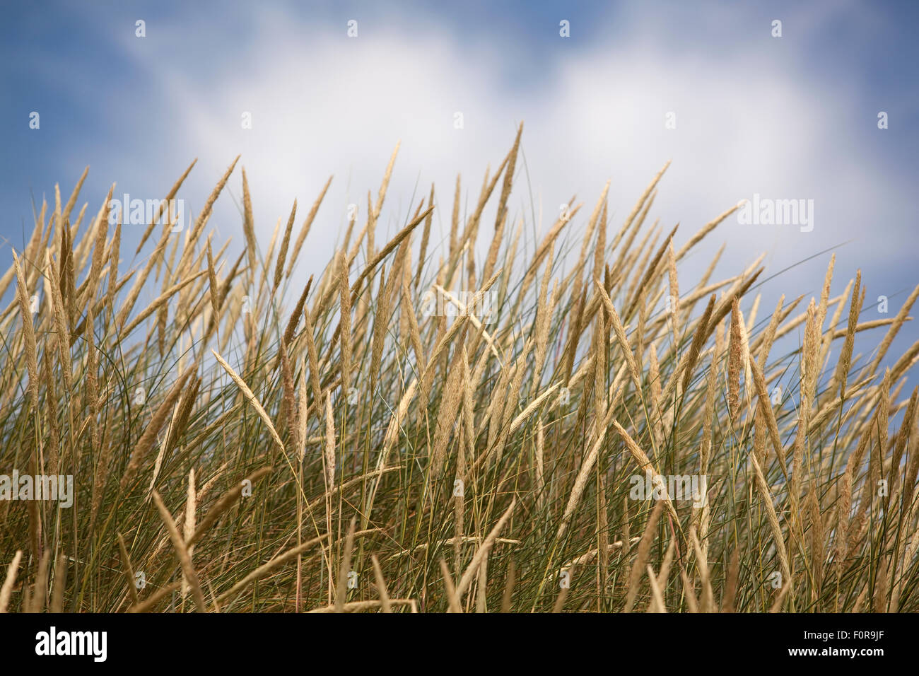 Marram erba cresce nelle zone costiere dune di sabbia Foto Stock