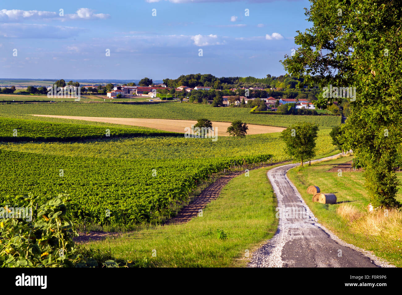 Vigneti, Charentes, a sud ovest della Francia Foto Stock