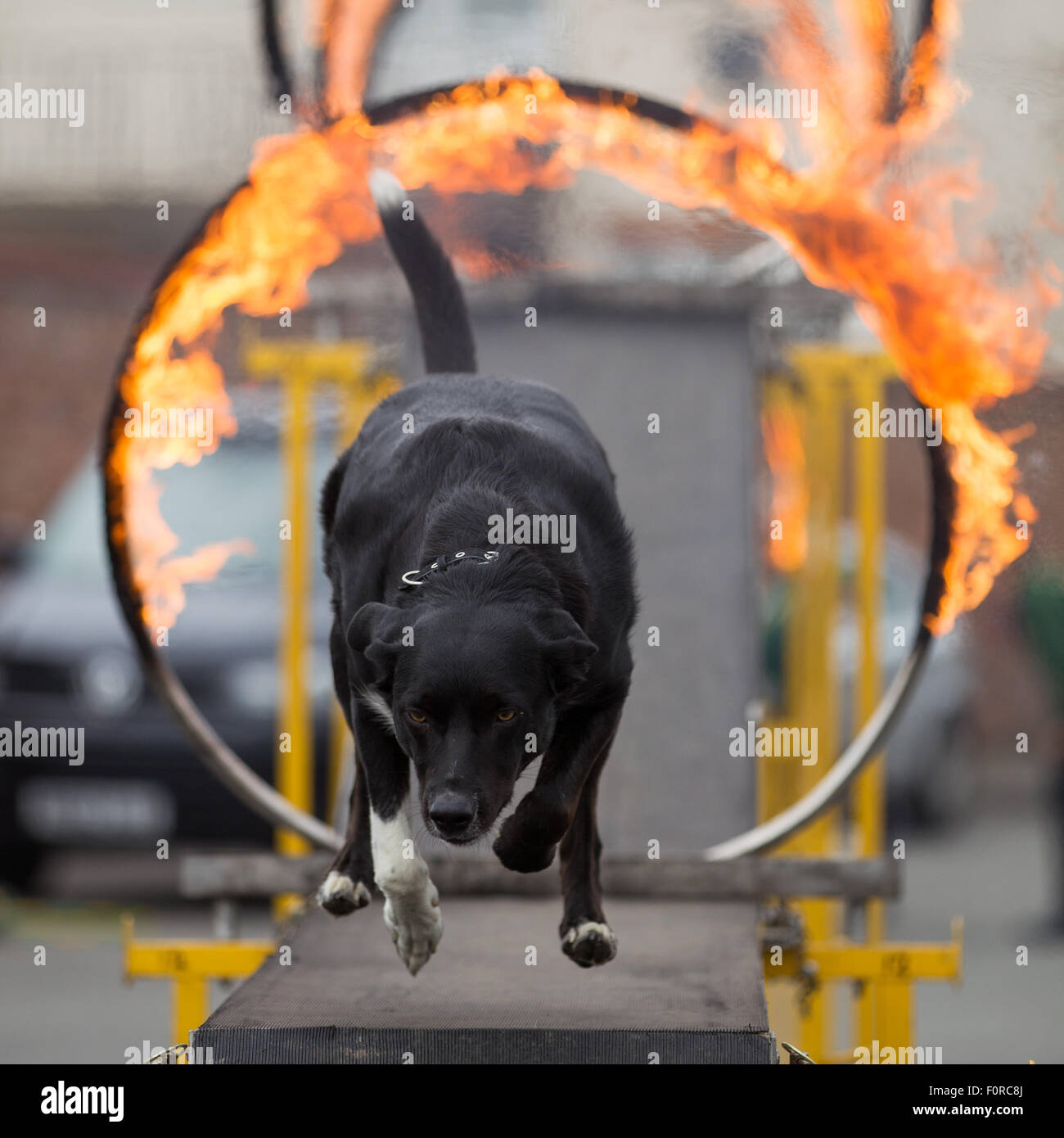 Un cane passa attraverso un cerchio fiammeggiante durante un display di agilità Foto Stock