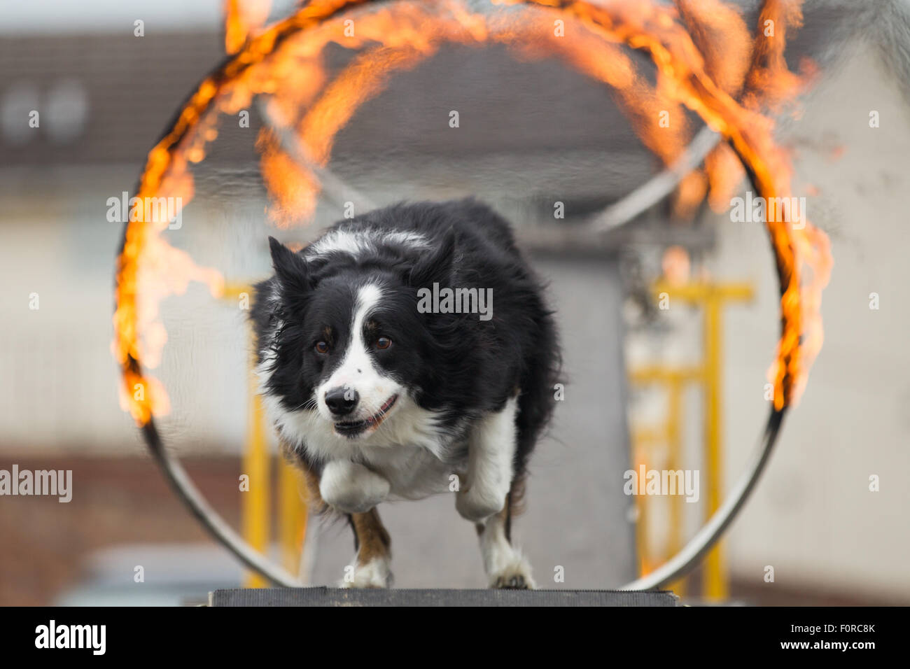 Un cane passa attraverso un cerchio fiammeggiante durante un display di agilità Foto Stock
