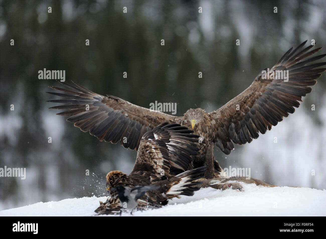 Aquila reale (Aquila chrysaetos) e bianco-tailed sea eagle (Haliaeetus albicilla) la lotta in una carcassa di cervo con una cornacchia mantellata (Corvus corone cornix) nelle vicinanze, Flatanger, Norvegia, Novembre 2008 Foto Stock