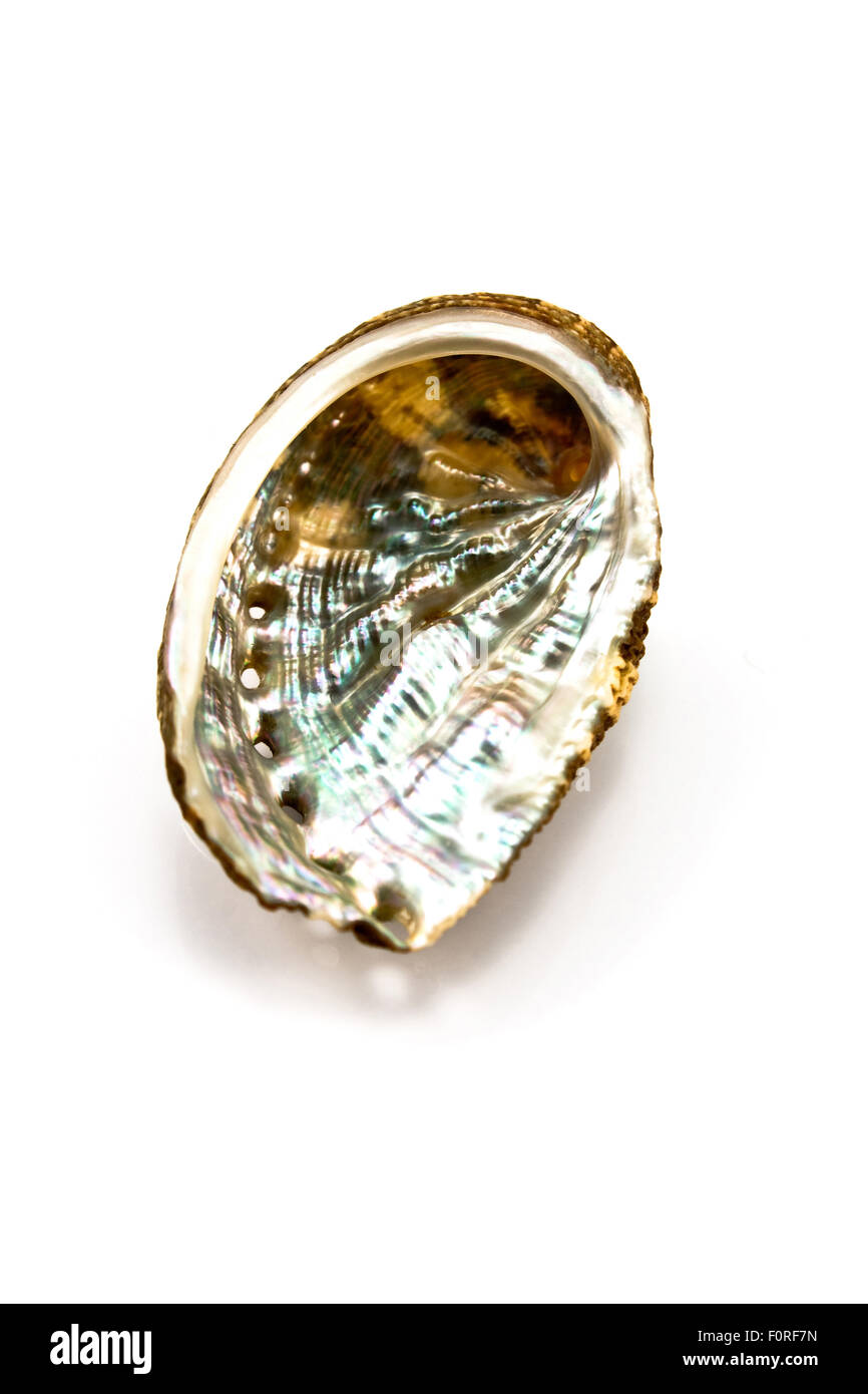 Abalone shell isolata su bianco Foto Stock
