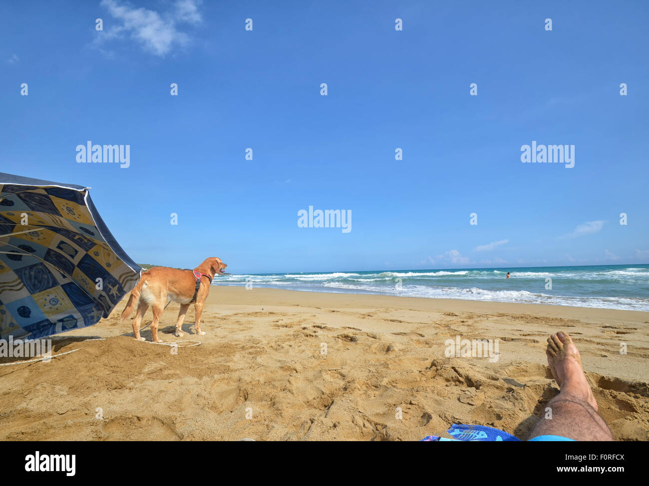Cane sulla spiaggia prima di bagno Foto Stock