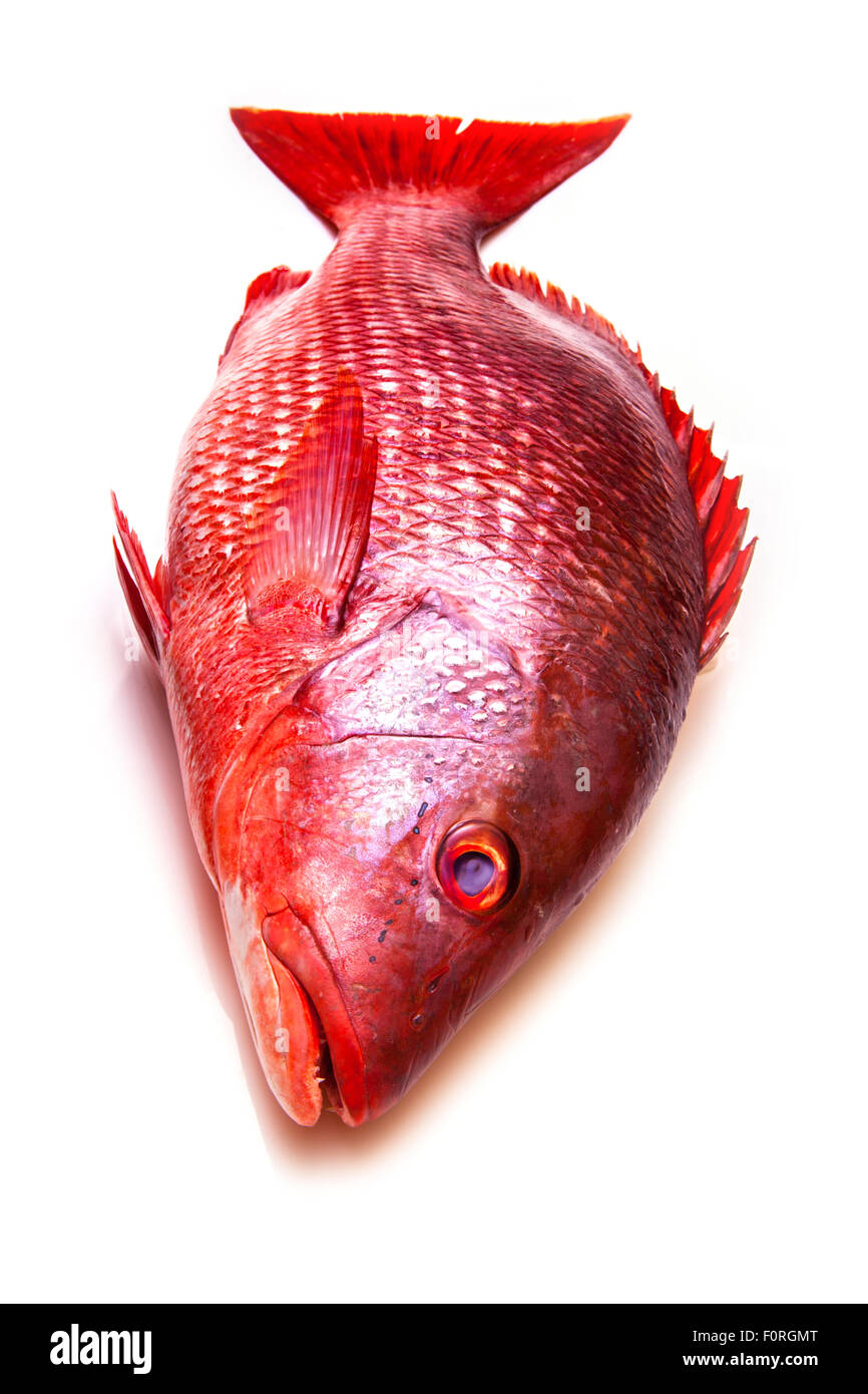 Northern Red Snapper Lutjanus campechanus pesce isolato su uno sfondo bianco. Foto Stock