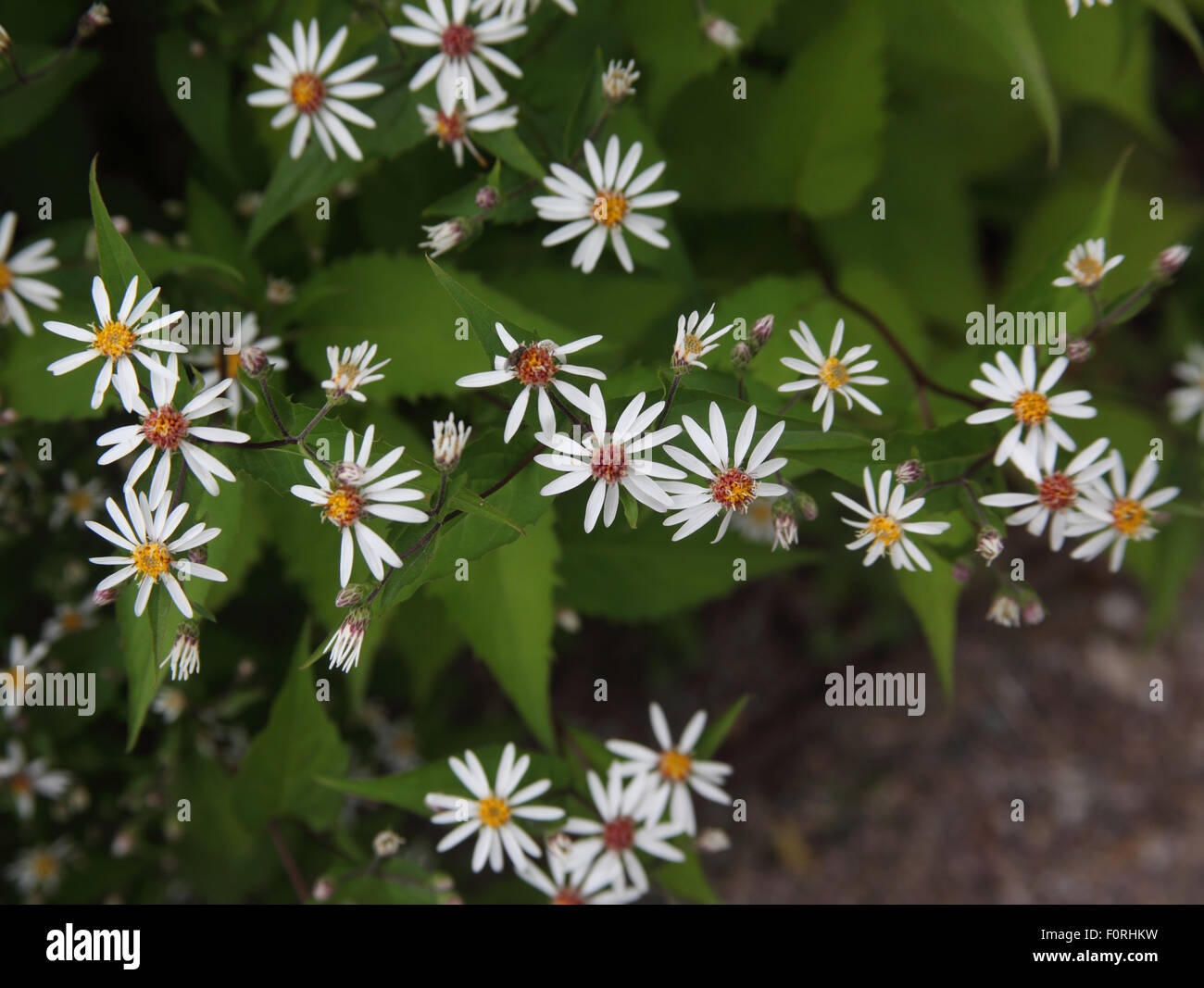 Aster divaricatus piante in fiore Foto Stock