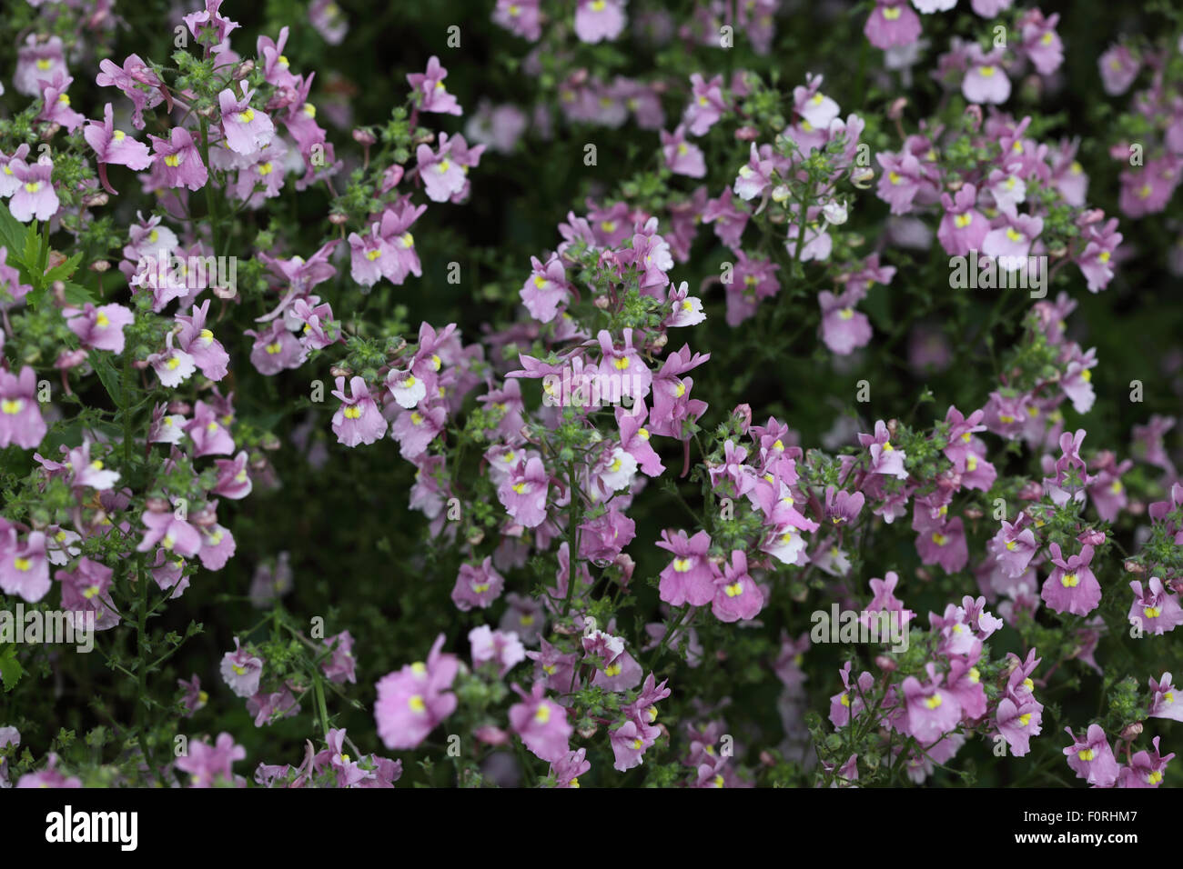 Nemesia denticulata piante in fiore Foto Stock