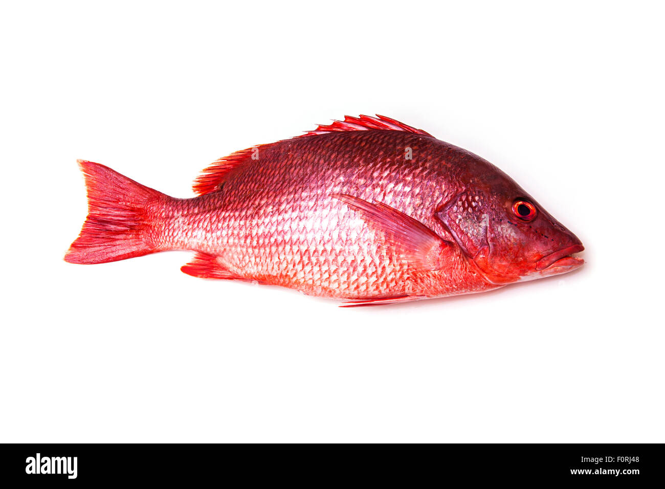 Northern Red Snapper Lutjanus campechanus pesce isolato su uno sfondo bianco. Foto Stock